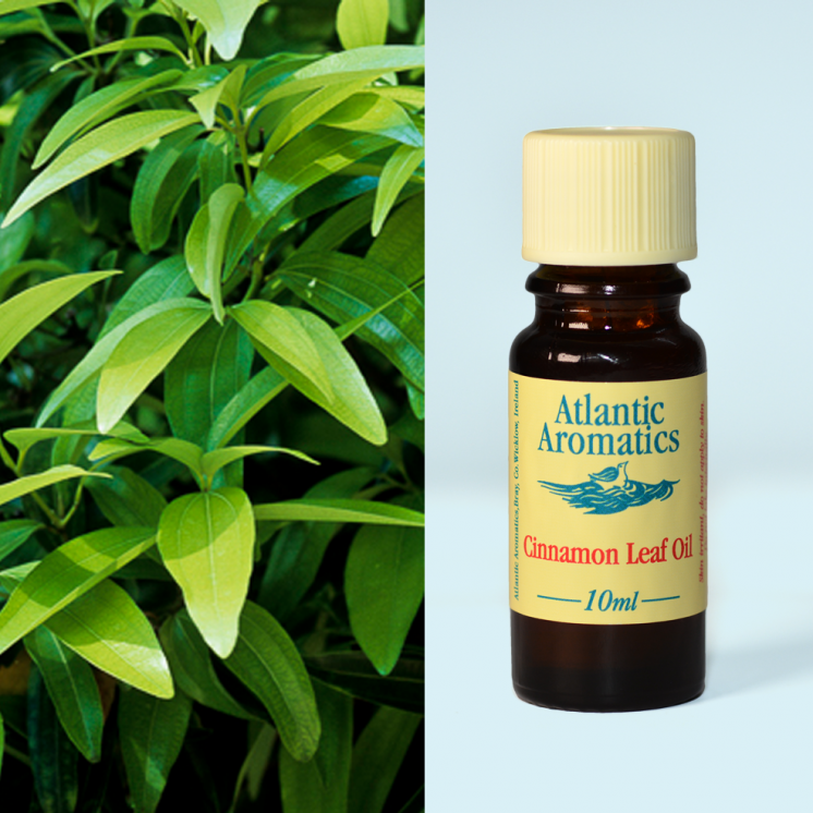 Atlantic Aromatics - Cinnamon Leaf 3x10ml
