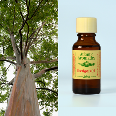 Atlantic Aromatics - Eucalyptus (Org) 3x20ml