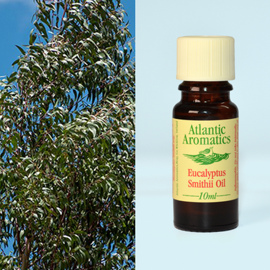 Atlantic Aromatics - Eucalyptus Smithii (Org) CDU 16x10ml