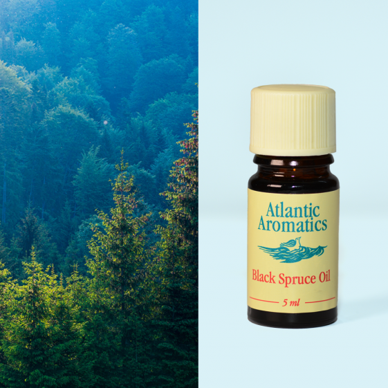 Atlantic Aromatics - Black Spruce 3x5ml