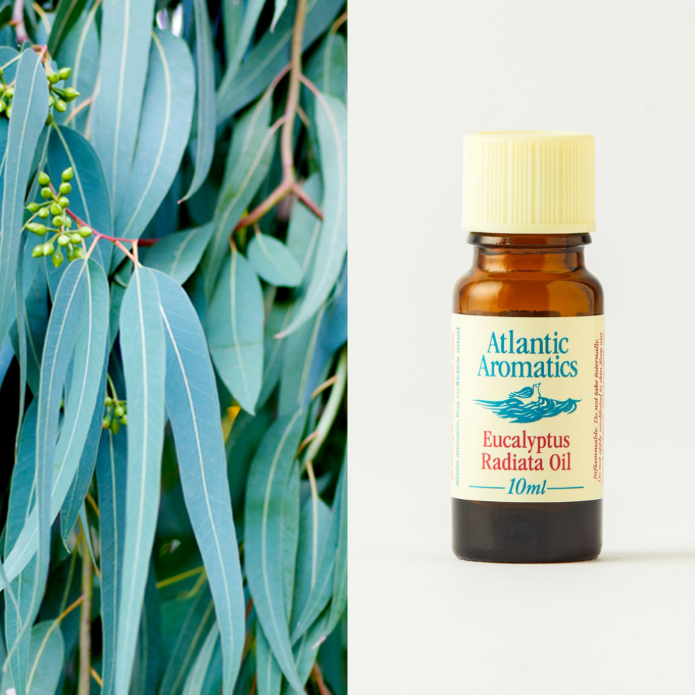 Atlantic Aromatics - Eucalyptus Radiata